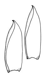 Hampeella alaris, leaves. Drawn from A.J. Fife 6614, CHR 405723.
 Image: R.C. Wagstaff © Landcare Research 2018 